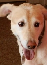 Las Vegas Escort dicksatt Adult Entertainer in United States, Adult Service Provider, Escort and Companion.